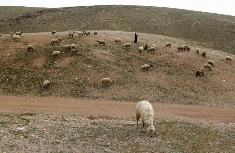 A PALESTINIAN Beduin woman herds livestock near al-Khan al-Ahmar in the West Bank last March (photo credit: AMMAR AWAD / REUTERS)