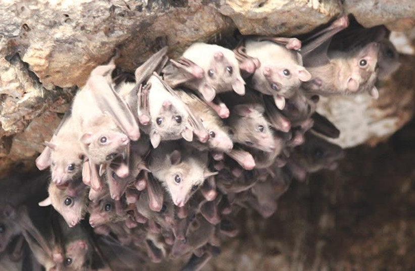 Egyptian fruit bats roost upside-down at the entrance to a cave in central Israel. (photo credit: ERAN AMICHAI)