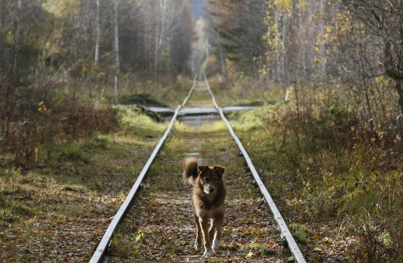 A dog stands on train tracks.  (photo credit: REUTERS)