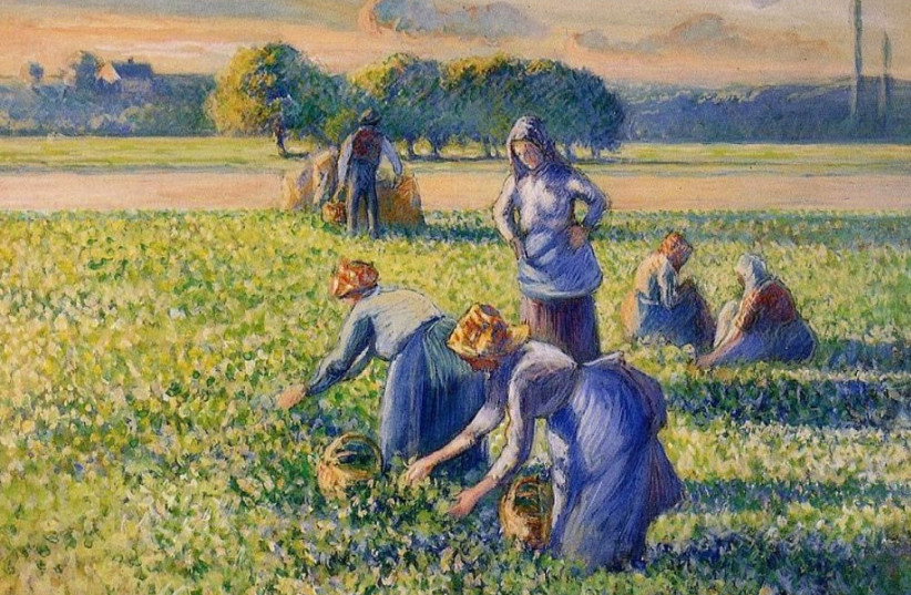 "La cueillette des pois" (Picking Peas) by Camille Pissarro (photo credit: WIKIMEDIA)