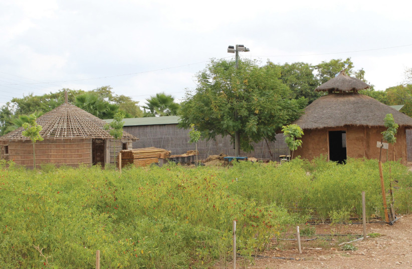 ‘Gojo’ huts and plots of land, part of the Atachlit initiative for farmers from the Ethiopian community. (photo credit: BATSHEVA POMERANTZ)