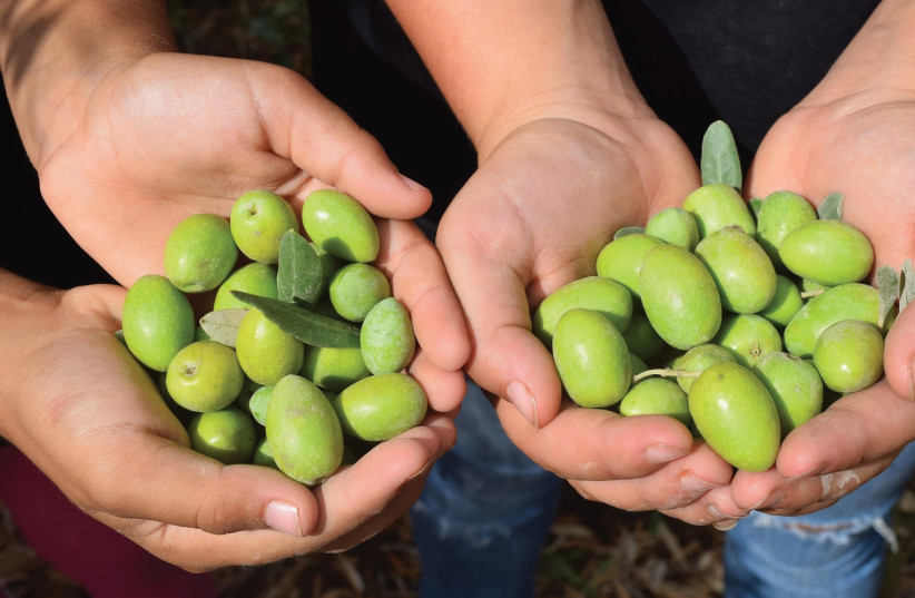 Olives from Beit Lehem Haglilit  (photo credit: NOA EVEN HAIM)