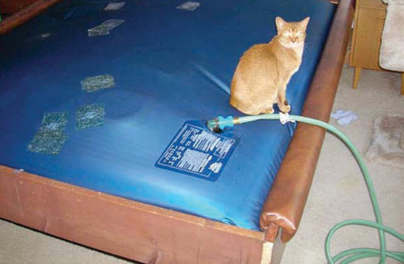 The waterbed that saved a life.