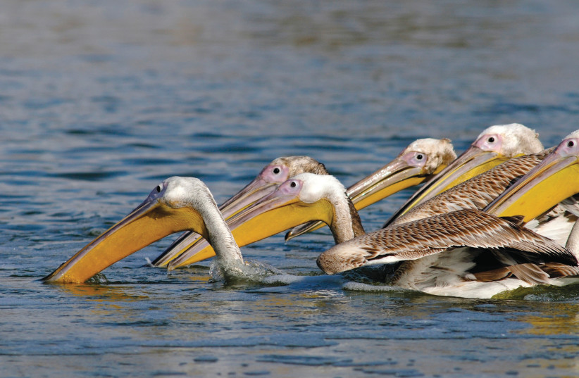 White pelicans (photo credit: ITSIK MAROM)