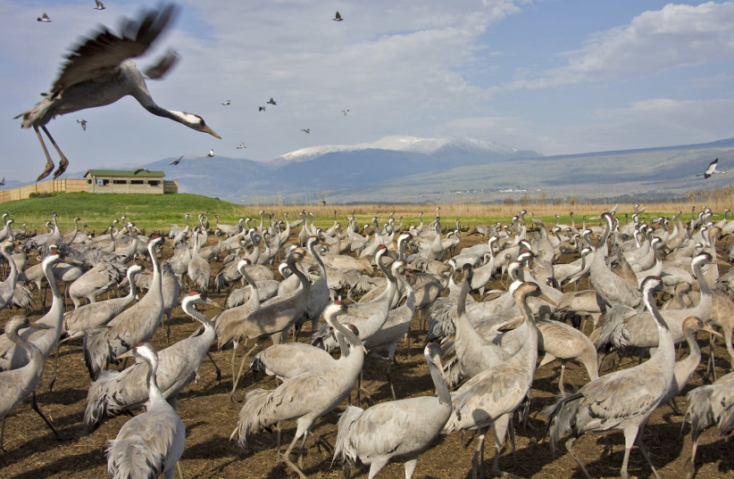 Migrating cranes staying in Hula Lake Park (photo credit: COURTESY OF THOMAS KRUMENACKER TO KKL-JNF)