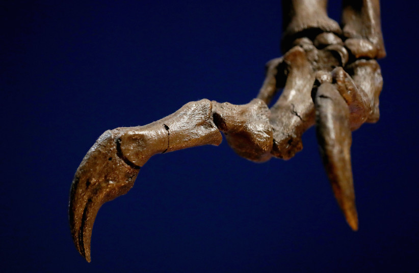 A fossil of a dinosaur claw. (photo credit: DEAN MOUHTAROPOULOS/GETTY IMAGES)
