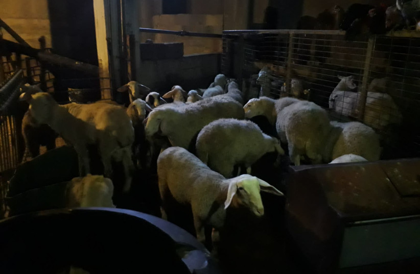 Stolen sheep discovered by police  (photo credit: POLICE SPOKESPERSON'S UNIT)