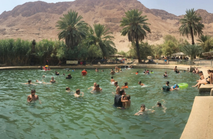 The Palm Pool at Ein Fesh’ha (photo credit: ARNOLD SLYPER)