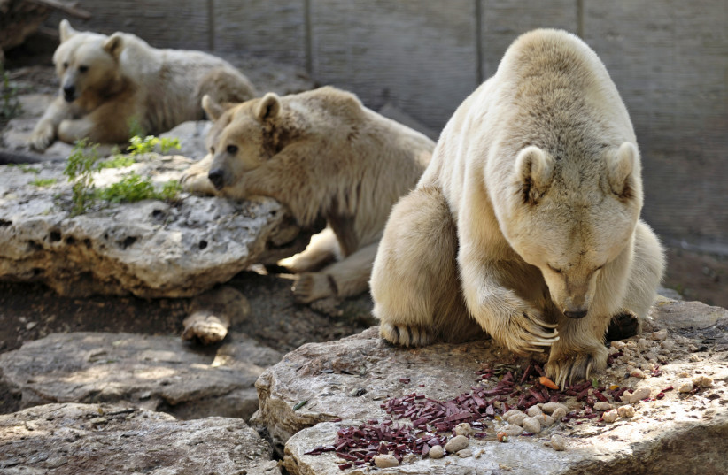 A Syrian brown bear eats the traditional gefilte fish in preparation for the Jewish holiday of Passover, at the Ramat Gan Safari Park near Tel Aviv (2009) (credit: AMIR COHEN/REUTERS)