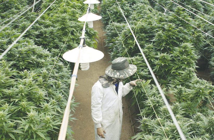 An employee checks cannabis plants at a medical-marijuana plantation in the North in 2017 (photo credit: NIR ELIAS / REUTERS)
