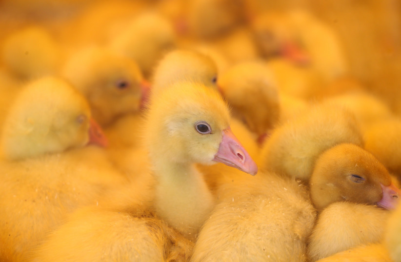 Fuzzy ducklings (illustrative) (photo credit: VASILY FEDOSENKO / REUTERS)
