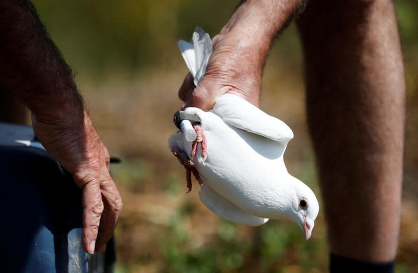 Pigeon handler Haim Wolf holds a carrier pigeon in Kibbutz Givat Brenner, Israel, April 1, 2018. Picture taken April 1, 2018 (photo credit: RONEN ZVULUN/REUTERS)