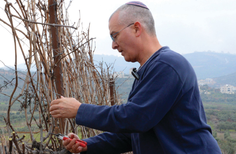 Shiloh Winery winemaker Amichai Luria prunes one of his vines (photo credit: Courtesy)