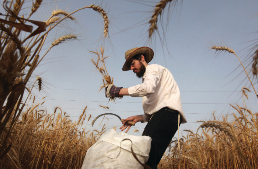 A FARMER harvests wheat in a field near Mevo Horon (photo credit: MARC ISRAEL SELLEM/THE JERUSALEM POST)