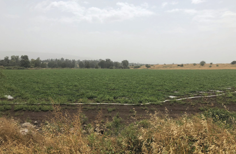 A field in the Jordan Valley (photo credit: Courtesy)