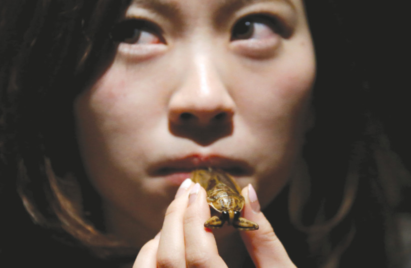 A woman prepares to eat a water bug at a bar in downtown Tokyo (photo credit: TORU HANAI / REUTERS)