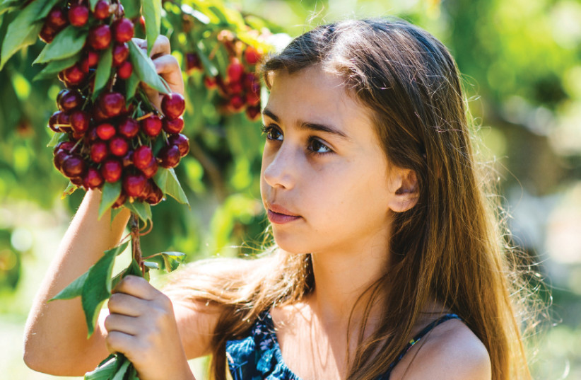 A young girl picks cherries (photo credit: ADI PERETZ)