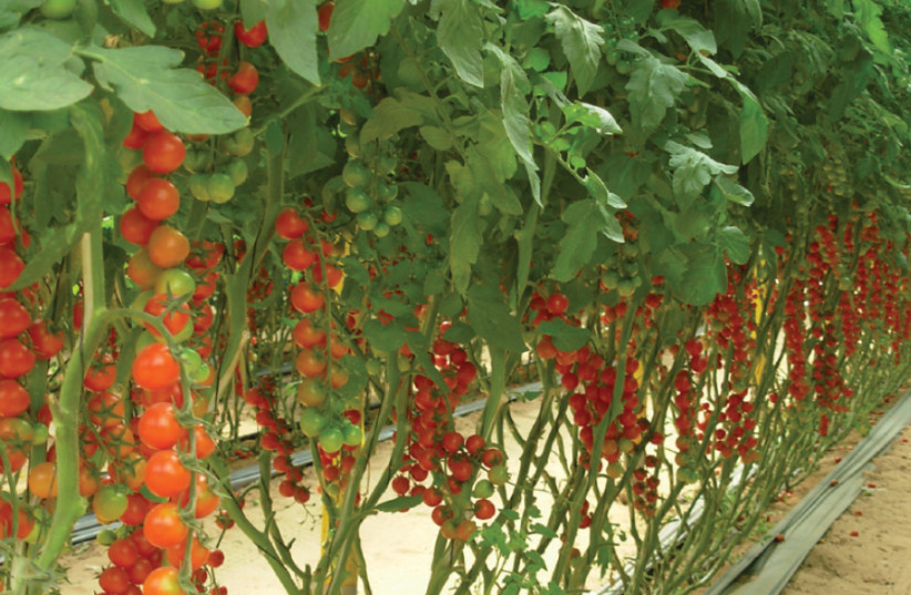 CHERRY TOMATOES grow in a hothouse at Moshav Be’er Milka (photo credit: Courtesy)
