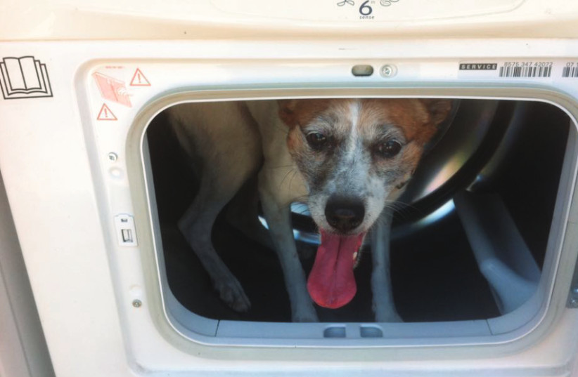 A POOCH takes shelter in a washing machine during a rocket attack (photo credit: Courtesy)