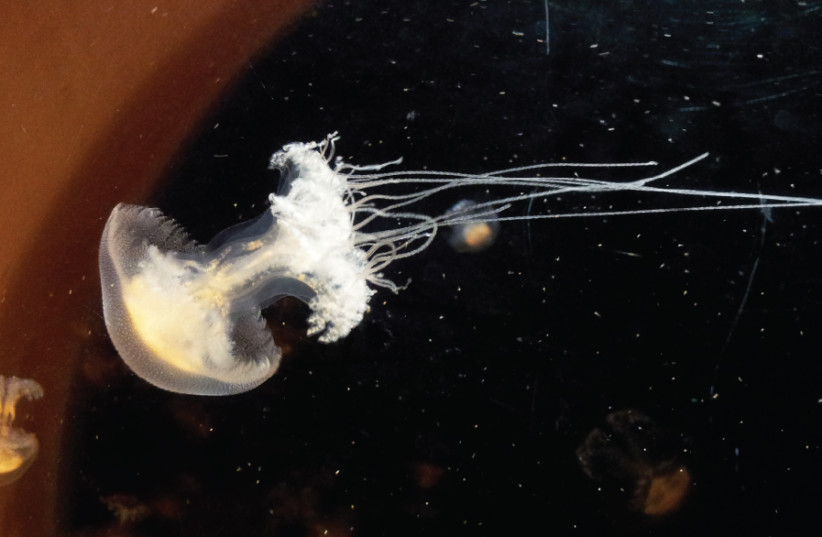 AT LEAST eight types of Jellyfish populate Israeli waters, most of which don’t sting (photo credit: ZAFRIR KUPLIK)
