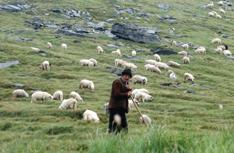 A shepherd keeps watch over his grazing sheep in the Romanian mountain (credit: Wikimedia Commons)
