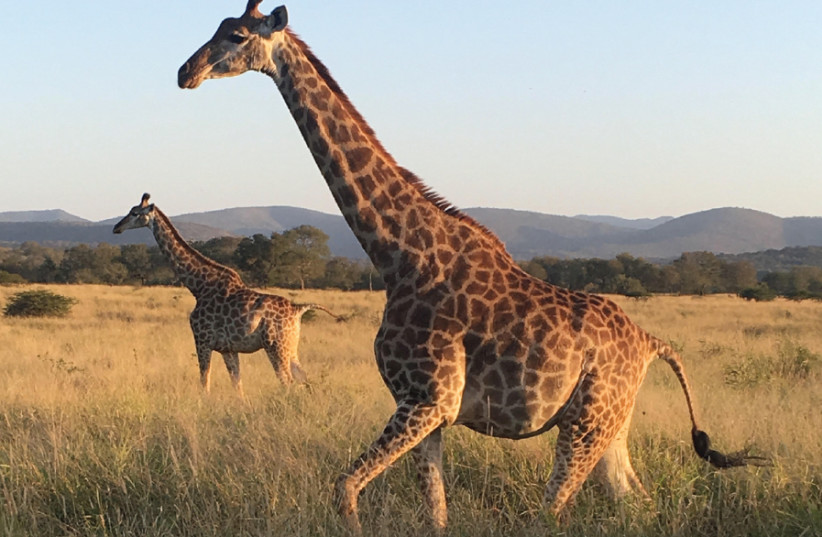 Mesmerizing: Giraffe in a game reserve north of Durban in KwaZulu-Natal, South Africa (photo credit: BENITA LEVIN)