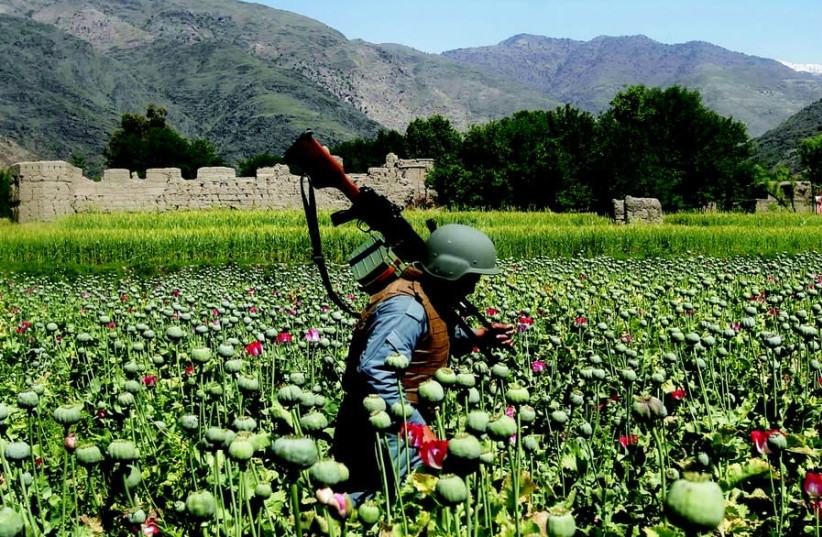 An Afghan policeman destroys poppies during a campaign against narcotics in Kunar province, 2014. REUTERSParwiz  (photo credit: REUTERS)