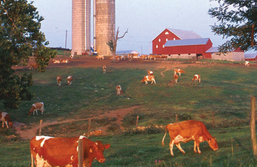 farm animals (photo credit: Wikimedia Commons)
