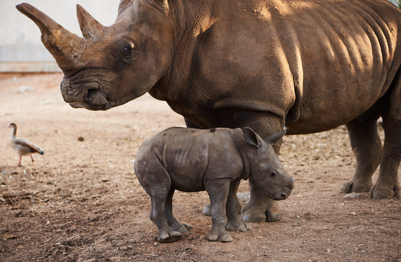 Baby female rhino born in Ramat Gan safari (September 17, 2018). (photo credit: SHAI BEN NAFTALI)