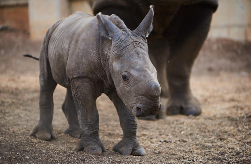 Baby female rhino born in Ramat Gan safari (September 17, 2018). (credit: SHAI BEN NAFTALI)