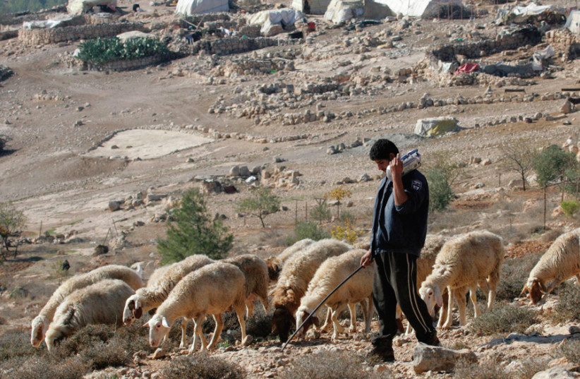 A PALESTINIAN shepherd herds a flock of sheep near his home in the village of Ghwien, south of Hebron. (photo credit: NAYEF HASHLAMOUN/REUTERS)