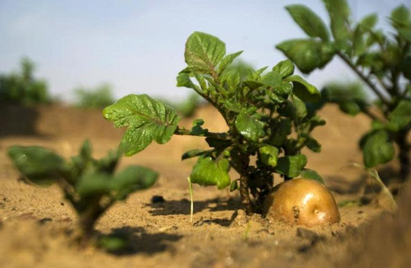 A potato grows in a field irrigated by recycled waste water in Kibbutz Magen in southern Israel November 15, 2010 (photo credit: AMIR COHEN/REUTERS)