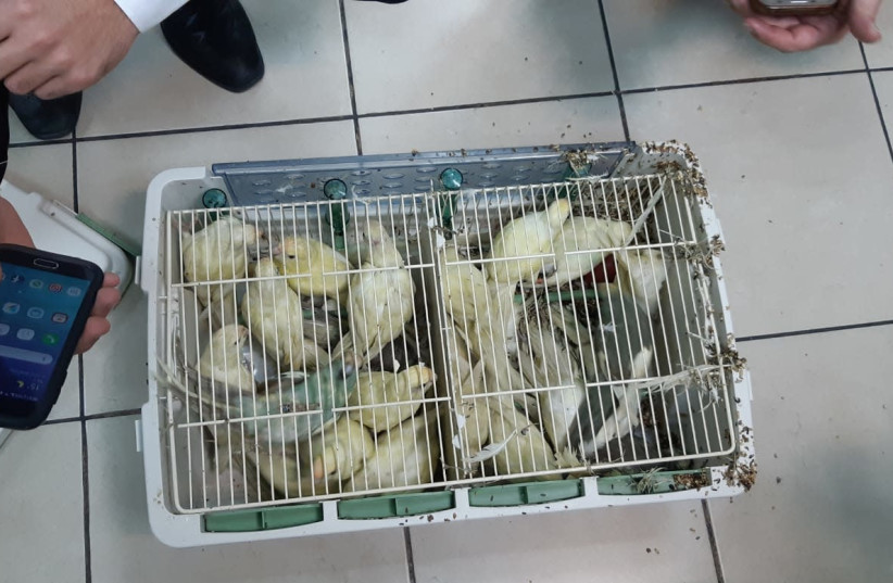 Protected rare birds worth 70,000 euros were recovered in a smuggling attempt at Ben Gurion Airport (photo credit: INPA)