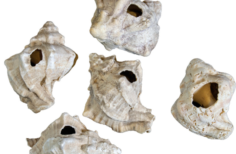 Murex shells from Tel Shimona, Israel, dating from the Second Iron Age, 10th to 7th centuries BCE (photo credit: MOSHE CAINE / ISRAEL ANTIQUITIES AUTHORITY)