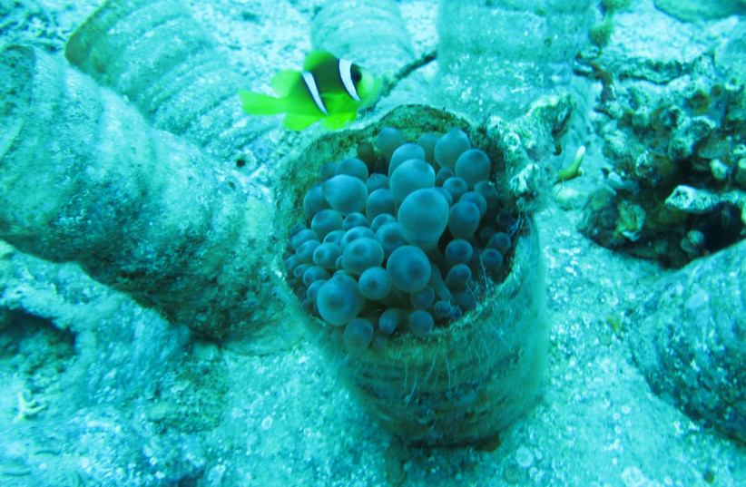  A clownfish and a sea anemone find shelter in plastic waste in a coral reef off the coast of Eilat (photo credit: DR. ADI LAVY)