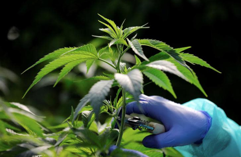 An employee tends to a medical cannabis plants at Pharmocann, an Israeli medical cannabis company in northern Israel January 24, 2019 (photo credit: AMIR COHEN/REUTERS)