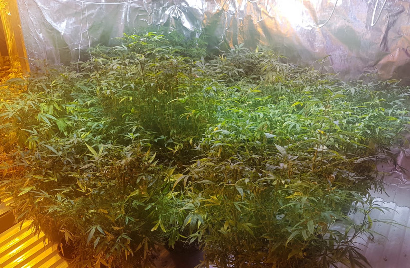Cannabis plants discovered during a police investigation in northern Israel, 2019. (photo credit: POLICE SPOKESPERSON'S UNIT)