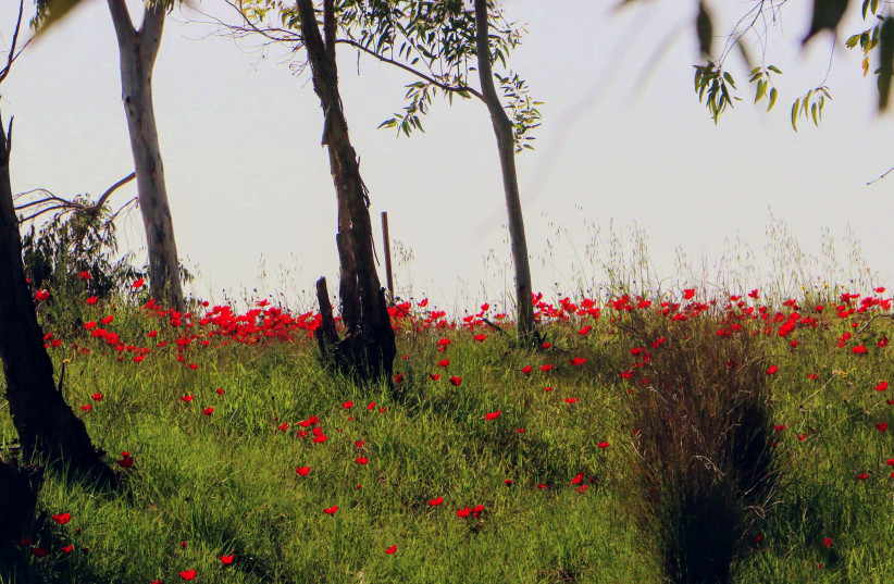 Red poppies in the vicinity of the Re’im Junction, Feburary 2019 (credit: RICHARD SHAVEI-TZION)