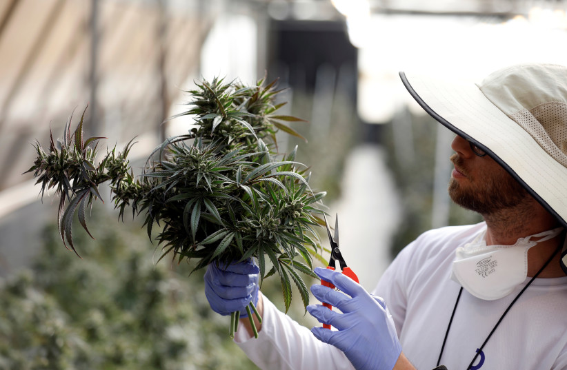 An employee tends to a freshly-harvested medical cannabis plant at Pharmocann, an Israeli medical cannabis company in northern Israel January 24, 2019. (photo credit: AMIR COHEN/REUTERS)