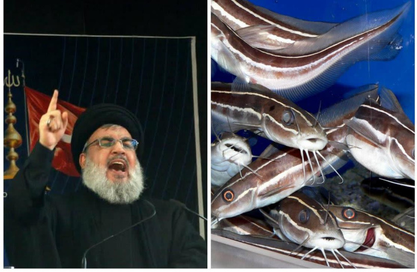 Hezbollah leader Hassan Nasrallah [L] and the striped eel catfish [R]. Nasrallah photo, Reuters, striped eel catfish photo, Wikimdia Commons (photo credit: JPOST STAFF)