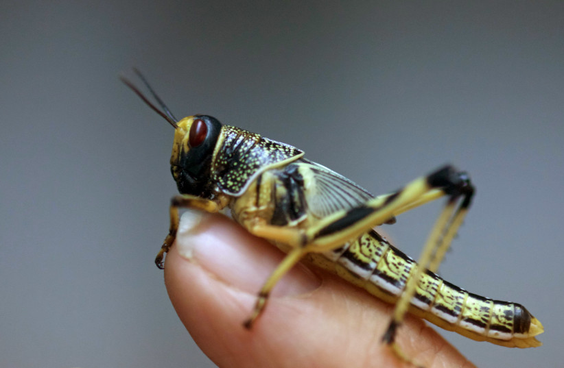A locust is held by Israeli researcher at the Department of Zoology at Tel Aviv University's Faculty of Life Sciences December 22, 2015. Israeli researchers have developed a high-jumping locust lookalike robot that they hope could one day replace humans in military or search-and-rescue operations. P (photo credit: NIR ELIAS / REUTERS)