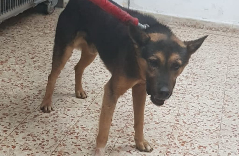 A rabid dog restrained after capture in the Gilboa Regional Council, February 24, 2019 (photo credit: GILBOA REGIONAL COUNCIL)