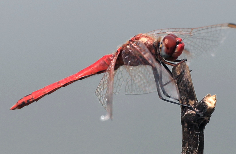 A dragonfly rests on the twig near the lake in Taanayel, Lebanon May 20, 2018. (photo credit: JAMAL SAIDI/ REUTERS)
