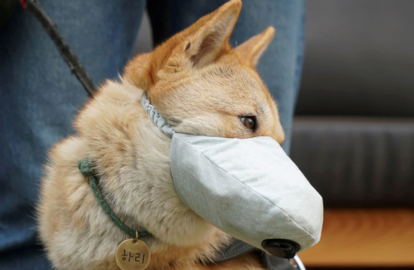 Hari, a one-and-a-half-year-old Korean Jindo dog wears a dog mask on a poor air quality day in Incheon, South Korea, March 15, 2019. Picture taken on March 15, 2019. (photo credit: HYUN YOUNG YI / REUTERS)