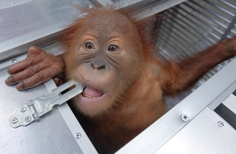 A two-year old male orangutan, which a Russian citizen attempted to smuggle out of Indonesia, looks out of a cage after being confiscated, at the Natural Resources Conservation Agency (BKSDA) office in Denpasar, Bali, Indonesia, March 23, 2019 in this photo taken by Antara Foto. (photo credit: ANATRA FOTO / REUTERS)