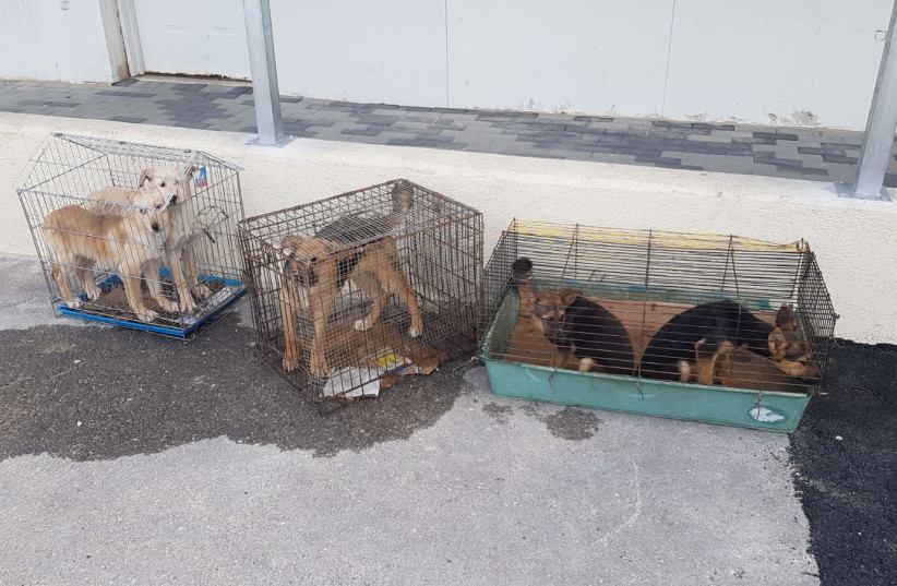 Police rescue abused and neglected animals (photo credit: POLICE SPOKESPERSON'S UNIT)