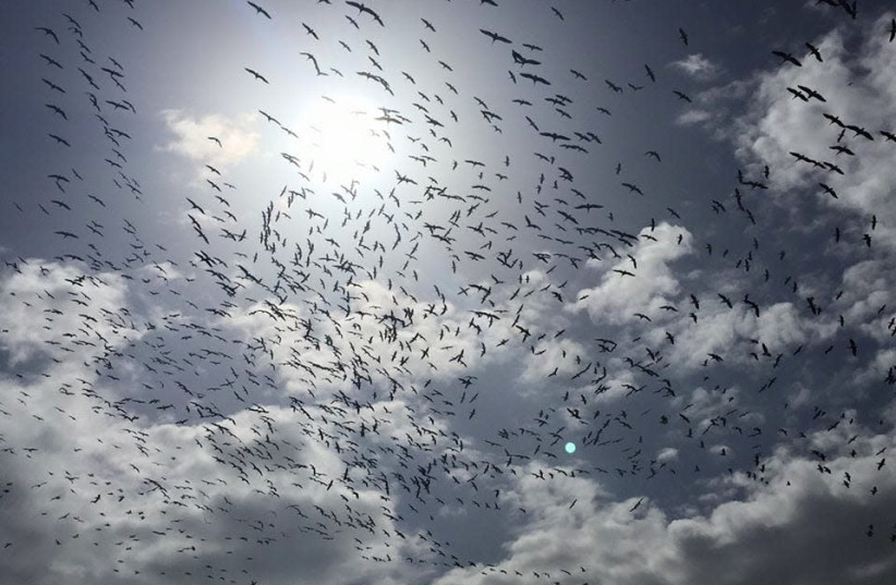 Migrating birds over the Hula valley (credit: INBAR SHLOMIT RUBIN / JEWISH NATIONAL FUND)