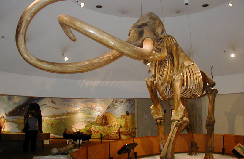Skeleton of a mammoth, in the George C. Page Museum, Los Angeles, California (photo credit: WOLFMANSF / WIKI COMMONS)