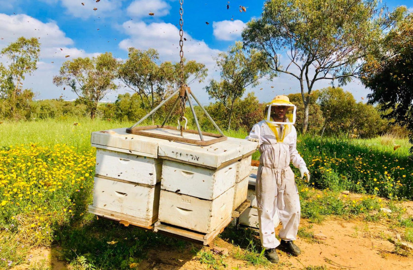 Photo of honey harvesting in Israel (photo credit: ALON SEGRON)