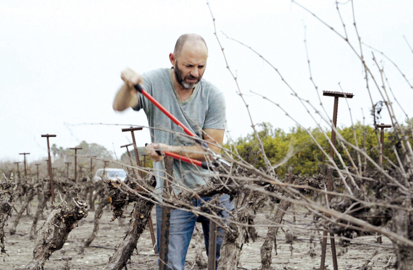 MOMO SHMILOVICH pruning his Carignan vineyard. (photo credit: Courtesy)